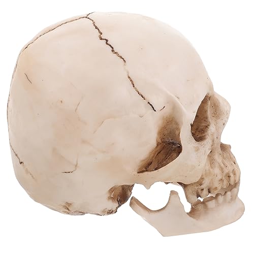Gatuida 1 Anatomisches Lehrwerkzeug Für Medizinische Zwecke Ideale Dekoration Für Halloween Und Lernhilfen Der Anatomie von Gatuida