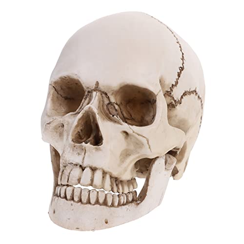 Gatuida 1 Menschliches Schädelmodell Aus Resin Mit Beweglichen Zähnen Anatomisches Lehrmittel Medizinische Studien Und Halloween Dekoration Detailgetreu Für Sammler Und Dekorateure von Gatuida