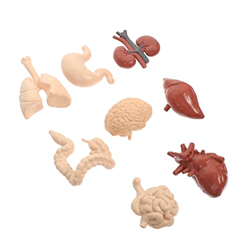 Gatuida Menschliche Organe Spielzeug 8 Stück Modell Anatomie Lehrmittel für Schulen Krankenhäuser Pvc-material und von Gatuida