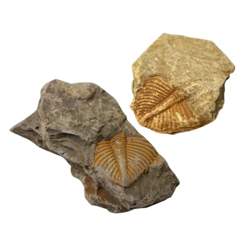 Gatuida 2er-pack Trilobiten-exemplare – Modelldekor Für Kinderspielzeug Lehrreiche Wissenschaftliche Ornamente – Sicher Tischschmuck Gatuida 2er-pack Trilobiten-exemplare – Modelldekor Für Kinderspielzeug Lehrreiche Wissenschaftliche Ornamente – Sicher Tischschmuck von Gatuida