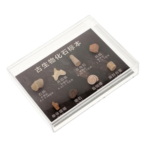 Gatuida 1 Schachtel Fossiles Exemplar Dinosaurier- Wissenschaft Geode Kleiner Unregelmäßiger Stein Lehrreich Exemplar Aus Naturstein Desktop-ornament Schüler Unterrichten Figuren von Gatuida