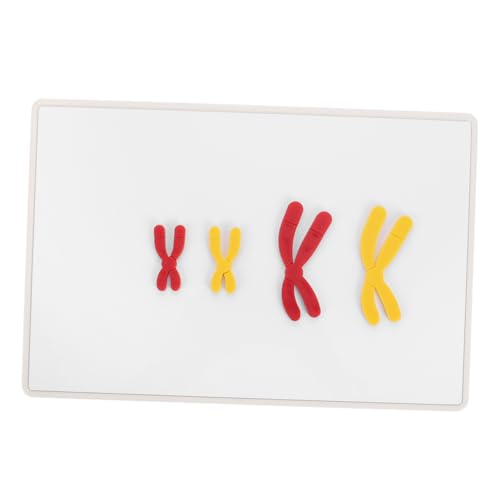 Gatuida 1 Set Wechselmodelle Wechselmodell Für Die Schulbiologie Biologie Lehrmittel Lehrmodelle Biologische Lernrequisiten Schulbedarf Magnet von Gatuida