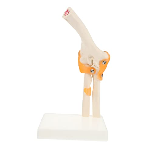 Gatuida 1 Stück Lebensechtes Ellenbogengelenkmodell Pvc-skelett Ellenbogengelenk Für Menschliches Skelett Aus Kunststoff Referenz Halloween- Gatuida 1 Stück Lebensechtes Ellenbogengelenkmodell Pvc-skelett Ellenbogengelenk Für Menschliches Skelett Aus Kunststoff Referenz Halloween- von Gatuida