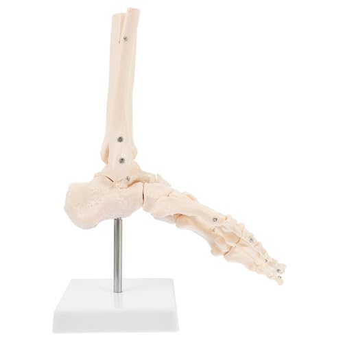 Gatuida Anatomisches Fußmodell 1 Stk Fuß Anatomie Mannequin Kunststofffüße Knochen Pvc Fuß-Knöchel-Modell von Gatuida