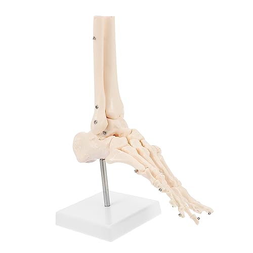 Gatuida Fußmodell Pvc Fußgelenk Menschliches Skelett Anatomie Fußknochenmodell von Gatuida