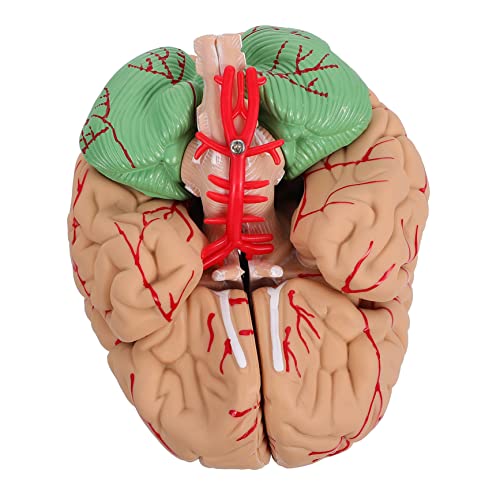 Gatuida Einzigartiges Modell Des Menschlichen Gehirns Für Anatomiestudenten – Entwickeln Sie Räumliches Vorstellungsvermögen Durch Präzise Komposition Gatuida Einzigartiges Modell Des Menschlichen Gehirns Für Anatomiestudenten – Entwickeln Sie Räumliches Vorstellungsvermögen Durch Präzise Komposition von Gatuida