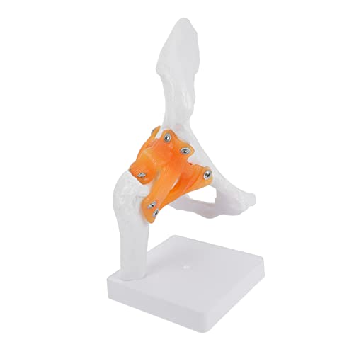 Gatuida Realistisches Pvc-hüftknochenmodell Menschliches Skelett Lehrmodell Für Medizinisches Fachpersonal von Gatuida