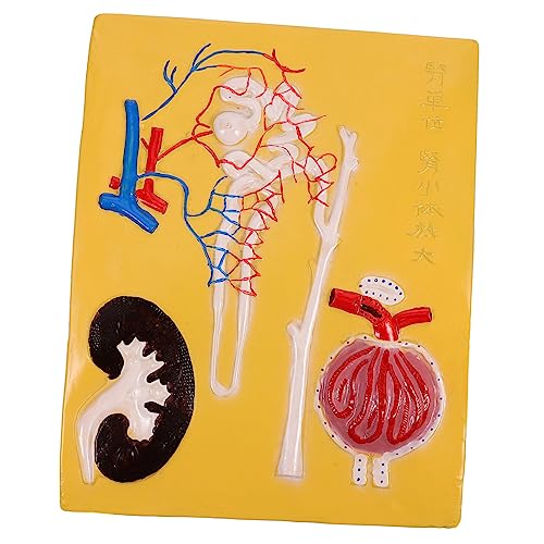 Gatuida 1 Stück Experimentiergerät Nephron Modell Menschliches Nierenanatomiemodell Schildkröten Lesezeichen Lernstütze Nephron Anatomiemodell Pädagogisches Modell Verbundwerkstoffe von Gatuida