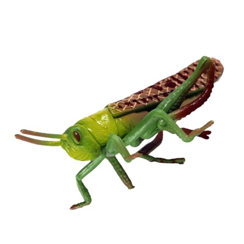 Gatuida 1 Stück Heuschrecken-Modell Hängende Wanddekoration Outdoor- Simulation Heuschreckenmodell spielzeuge für Insektenmodelle Modell Figur Insektendekor Plastik Grün von Gatuida