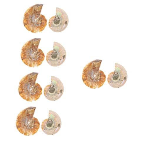 Gatuida 10 Stk Ammonit- -marke Paläontologisches Exemplar Dekoration Heimdekorationen Lernspielzeug Für Kinder Dekorationen Für Zu Hause Werkzeugspielzeug Student Tier Natürlich von Gatuida