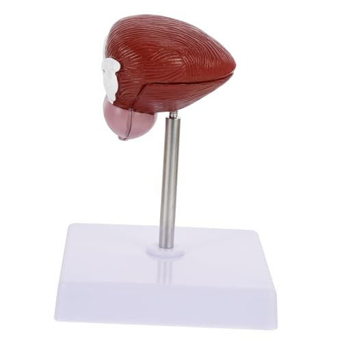 Gatuida Realistische 2 Teile Blase Modell Anatomie Modelle Menschlichen Körper Lehre Demonstration von Gatuida