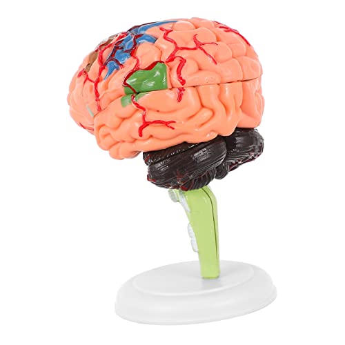 Gatuida 1Stk Experimentelle Lehrmedizin Lernspielzeug Anatomie Gehirnmodell Medizinisches Anatomiemodell Männchen Körper Modelle anatomisches Modell Mann Blutgefäßmodell Puzzle 4d PVC von Gatuida