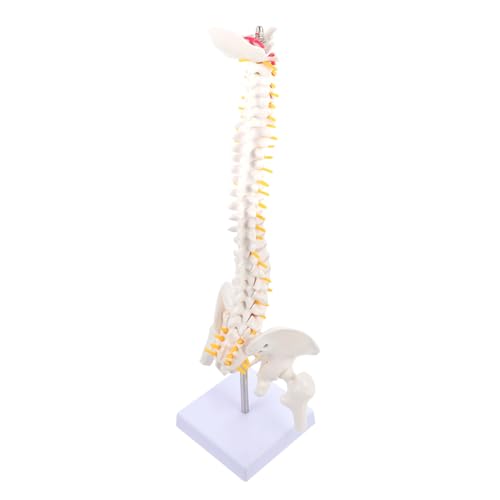 Gatuida 1pc Menschlichen Körper Anatomie Modell Spalte Spinal Wirbelsäule Modell Für Arzt von Gatuida