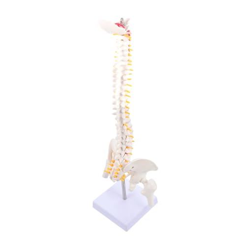 Gatuida 45cm Menschliche Wirbelsäule Anatomie Modell Wirbel Bandscheiben Pvc Lehrmittel Für Ärzte Studenten von Gatuida