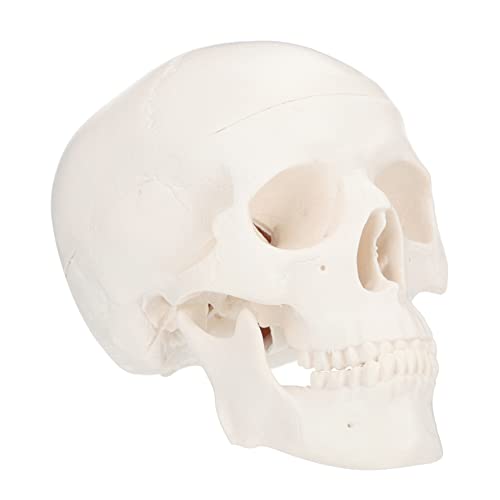Gatuida 1Stk Schädel großer realistisch Modell riesiges Skelett Skelett-Halloween-Dekoration Skeletthand the skulls totenhosen cadfi - aus Kunststoff Plastik Weiß von Gatuida
