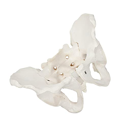 Gatuida Weibliches Modell Natürliche Mütterliche Sakralwirbelstruktur Pvc Anatomie Lehrmittel von Gatuida