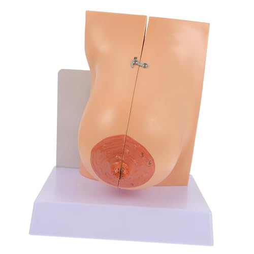 Gatuida 1stk Modell Der Brustanatomie Weibliches Silikonbrust-simulationsmodell Brustmodell Der Medizinischen Anatomie Lehrmittel Für Arztpraxen Muttermilch Büro Werkzeug Pvc von Gatuida