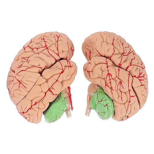 Gatuida Gehirn-anzeigemodell Für Jungen Und Mädchen Lern-gehirnmodell-set Pvc-material Für Die Schulbildung von Gatuida