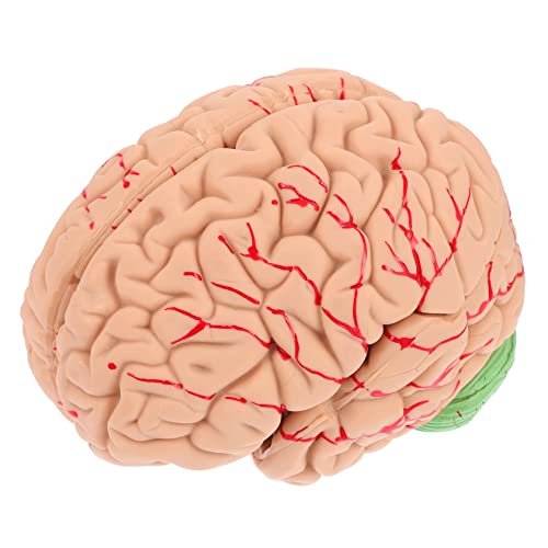 Gatuida 1stück Anatomisches Gehirnmodell Abnehmbares Lehrmodell Für Zwecke Detaillierte Für Schüler Und Lehrkräfte Für Unterricht Gatuida 1stück Anatomisches Gehirnmodell Abnehmbares Lehrmodell Für Zwecke Detaillierte Für Schüler Und Lehrkräfte Für Unterricht von Gatuida