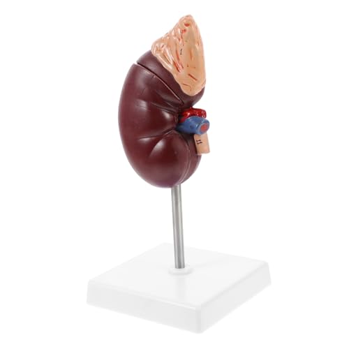 Gatuida Anatomisches Modell Der Menschlichen Niere 11 Demonstration Der Medizinischen Lehre Für Schulen Und Krankenhäuser Gatuida Anatomisches Modell Der Menschlichen Niere 11 Demonstration Der Medizinischen Lehre Für Schulen Und Krankenhäuser von Gatuida