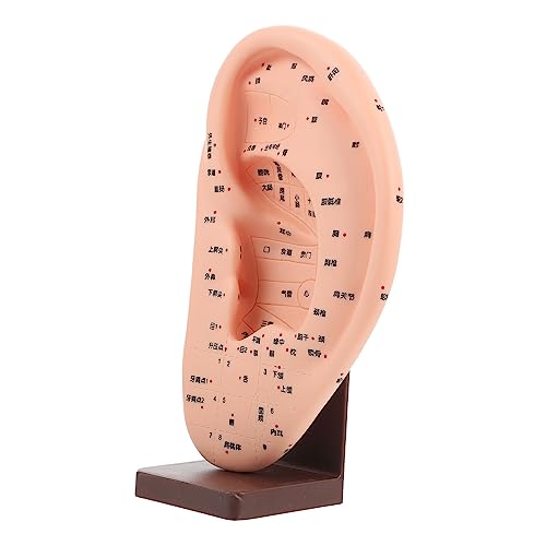 1Stk Ohrmassage-Modell Ohrreflexionsbereich Akupunkturpunktform Ohrmodell mit Sockel werkzeug Modelle Lernmodell für Ohrakupunkturpunkte Lehrmodell für Ohrakupunkturpunkte Schimmel von Gatuida