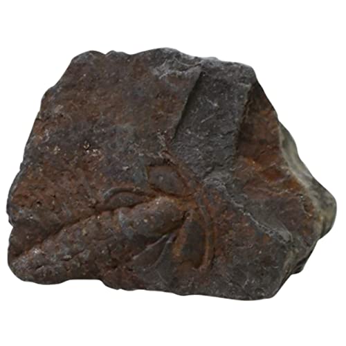 Gatuida 1pc Trilobite Schild Pädagogisches Wissenschaft Kit Desktop Schmuck Sicher Für Kinder Altersgruppen von Gatuida