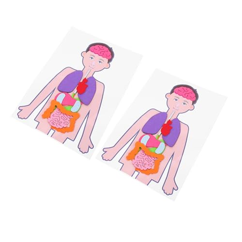 Gatuida 2 Sätze Pädagogische Organe DIY Menschlicher Torso Modell Lernspielzeug Kognitive Unterrichtshilfe Interaktives Bastelset zur Problemlösung und Eltern Junge Mädchen interaktion von Gatuida