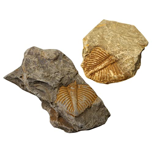 Gatuida 2 Sätze Trilobiten- Fossilien Paläontologie Die Empfindsamen Kalanchoe Wundrrschön Lehrmittel Modell Pädagogisches Desktop-ornament Trilobit-probe 2 Stück * 2 von Gatuida
