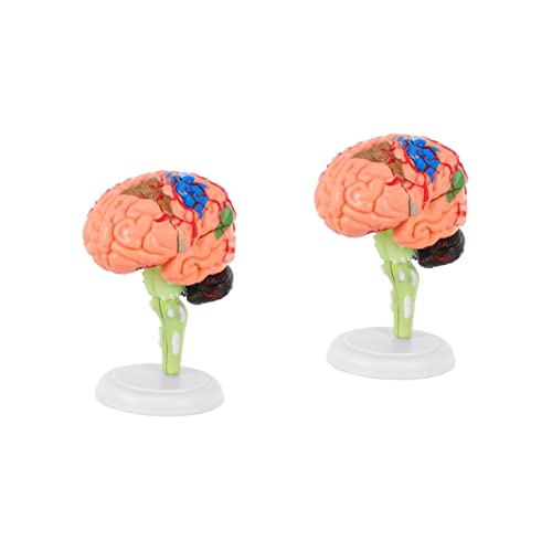 Gatuida 2 Stk Experimentelle Lehrmedizin Zusammengebautes Gehirnmodell Lernspielzeug Gehirnmodell lehren Mannequin Modelle Anatomie Gehirnmodell abnehmbares Gehirnmodell Puzzle 4d PVC von Gatuida