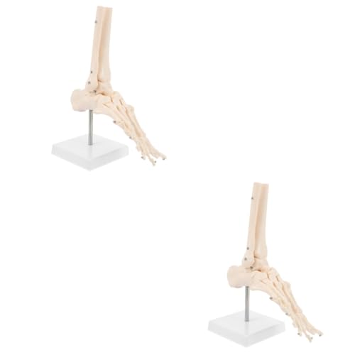 Gatuida 2 Stk Fuß Anatomie Fußgelenkmodell Fußknochenmodell Sprunggelenk modell menschliches Skelettmodell Modelle Sprunggelenkmodell aus Kunststoff Anatomisches PVC-Modell Füße Fußmodell von Gatuida