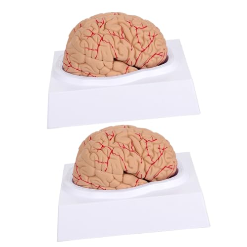Gatuida 2 Stk Gehirnmodell Anatomisches Kopfmodell Menschliches Gehirn Puppe Medizinisch Anatomisches Modell Des Gehirns Trainingsmodell Für Herznähte Männchen Rosa Einzigartig Pvc von Gatuida