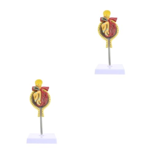 Gatuida 2 Stk Glomeruläres Modell Nierenkörpermodell Nierenkörper-Unterrichtsmodell Anatomiemodell Studie Spiel System Medizinisches Glomerulus-Modell normales Glomerulus-Modell PVC von Gatuida
