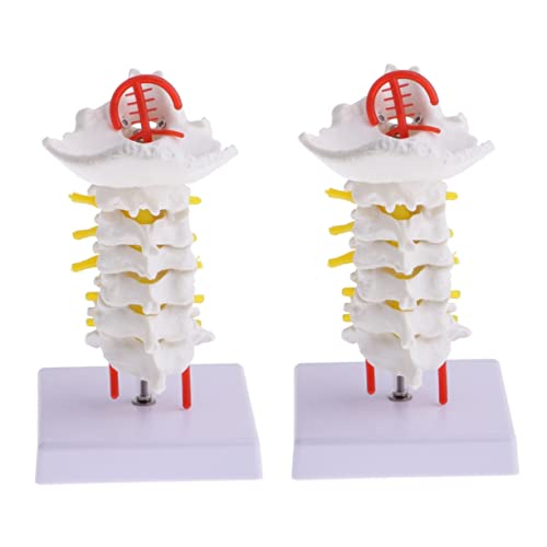 Gatuida 2 Stk Halswirbelsäule Mit Halsschlagader Skelettmodell Anatomie Wirbelsäulenmodell Nacken Gerät Bausatz Gehirn Menschlich Anatomisch Wirbelmodell Modell Der Halsschlagader Pvc Gatuida 2 Stk Halswirbelsäule Mit Halsschlagader Skelettmodell Anatomie Wirbelsäulenmodell Nacken Gerät Bausatz Gehirn Menschlich Anatomisch Wirbelmodell Modell Der Halsschlagader Pvc von Gatuida
