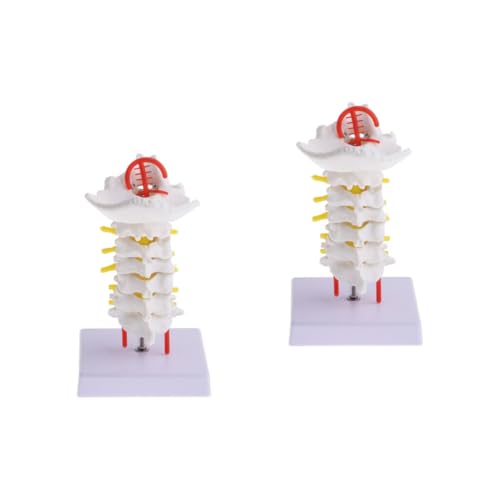 Gatuida 2 Stk Halswirbelsäule mit Halsschlagader Spinal nerven modell Becken modell miniatures Wirbelsäulenmodell Modelle Modell der Halsschlagader Lehrstütze Erwachsener Korrektur Mann von Gatuida