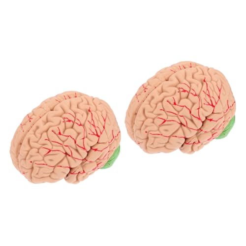 Gatuida 2 Stk Modell der Gehirnanatomie Gehirnmodell Gehirn Lehrmodell Modell des Gehirnsystems Modell der anatomischen Organe Modelle schaufensterpuppe Lehrmodell des menschlichen Gehirns von Gatuida