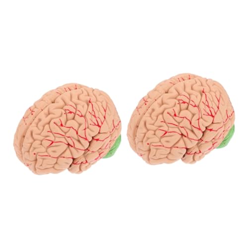 Gatuida 2 Stk Modell Der Gehirnanatomie Anatomisches Modell Des Menschlichen Gehirns Hilfsmittel Für Den Gehirnunterricht Mannequin Modelle Menschlicher Körper Pvc Suite von Gatuida
