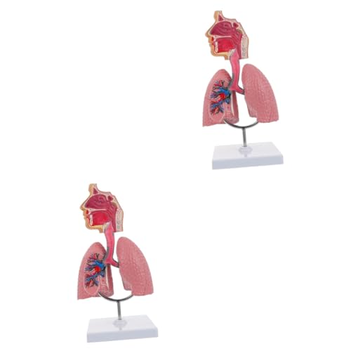 Gatuida 2 Stk Modell des Atmungssystems Lehrwerkzeug für Lungenmodelle Gehirn Lungenmodell der Schule Pflege Spielzeuge Atem-Lungen-Lehrmodell Atemlungenmodell anzeigen Tier Ausrüstung PVC von Gatuida