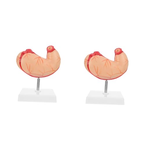 Gatuida 2 Stk Natürliches Big-bauch-modell Lebensechtes Anatomisches Modell Des Magens Modelle Medizinisches Anatomisches Modell Figur Lehrmittel Becken Lehre Anatomisches Modell Plastik Gatuida 2 Stk Natürliches Big-bauch-modell Lebensechtes Anatomisches Modell Des Magens Modelle Medizinisches Anatomisches Modell Figur Lehrmittel Becken Lehre Anatomisches Modell Plastik von Gatuida