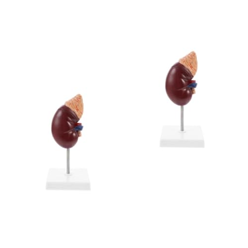 Gatuida 2 Stk Nebennieren-Modell Nierenanatomie 3d Modell des menschlichen Kreislaufsystems Modell der Körperteile Modell der Niere Nierenmodell Anatomiemodell anatomisches Modell Plastik von Gatuida