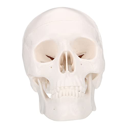 Gatuida 2 Stk Schädel Skelett-halloween-dekoration Großer Realistisch Skelett Hund Riesiges Skelett Skelette Modell Skeletthand Skelett- Plastik Weiß von Gatuida