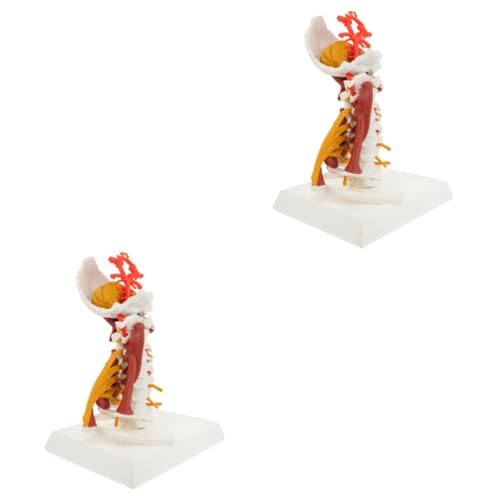 Gatuida Modelle 2 Stück Pvc Skelett Abnehmbare Halswirbelsäule Medizinisches Menschliches Körpermodell Halswirbel Menschliches Modell von Gatuida