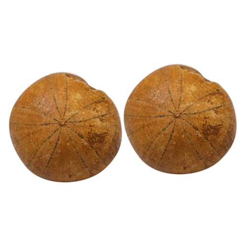 Gatuida 2 Stück Einzigartige Seeigel Desktop Ornament Ihre Home Decor Educational Touch Gatuida 2 Stück Einzigartige Seeigel Desktop Ornament Ihre Home Decor Educational Touch von Gatuida