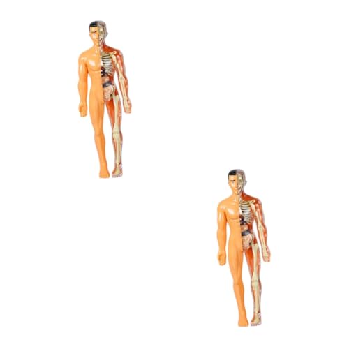 Gatuida 2 Teiliges Modell Menschlicher Organe Modelle Skelettspielzeug Kinderspielzeug Menschliche Anatomie Modell Des Menschlichen Körpers Für Von 8–12 Jahren Wissenschaftsset Für Gatuida 2 Teiliges Modell Menschlicher Organe Modelle Skelettspielzeug Kinderspielzeug Menschliche Anatomie Modell Des Menschlichen Körpers Für Von 8–12 Jahren Wissenschaftsset Für von Gatuida