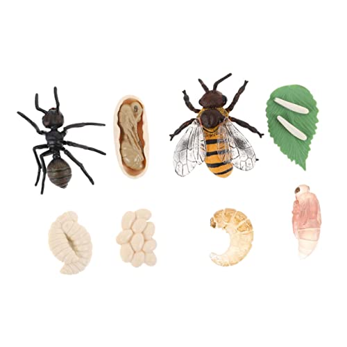 Gatuida 2Sätze Lebenszyklusmodell von Bienen und Ameisen Teiliges aus Robustem Montessori Frühen Bildung und Naturerkundung Gatuida 2Sätze Lebenszyklusmodell von Bienen und Ameisen Teiliges aus Robustem Montessori Frühen Bildung und Naturerkundung von Gatuida