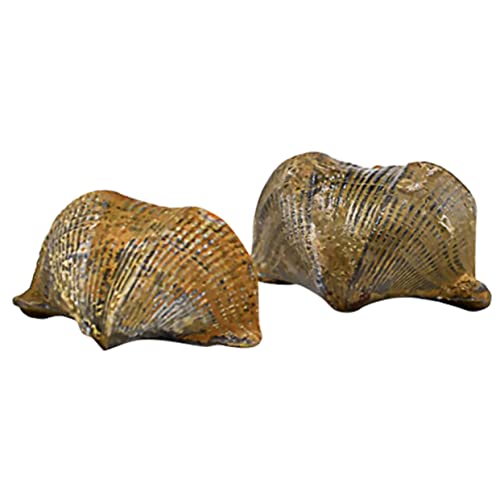 Gatuida 2St Brachiopodenschmuck fossilien paläontologie naturwissenschaft ziernieten bescherung geschke Tischschmuck Desktop-Ornament Schüler unterrichten modell Trilobit-Probe von Gatuida