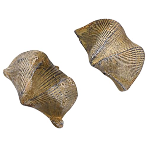 Gatuida 2St Lehrmittel fossilien paläontologie Brachiopoden ziernieten jakobsweg trauzeugengeschenke Trilobit-Probe Dekoration modell pädagogisches Tischschmuck von Gatuida