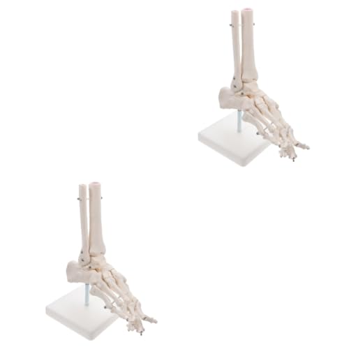 Gatuida 2St Modell des Fußgelenks Mannequin Modell der Fußanatomie anatomisches Fußmodell Puppe Modelle Anatomisches PVC-Modell PVC-Knöchelgelenkmodell menschlicher Körper Lehrmittel Weiß von Gatuida