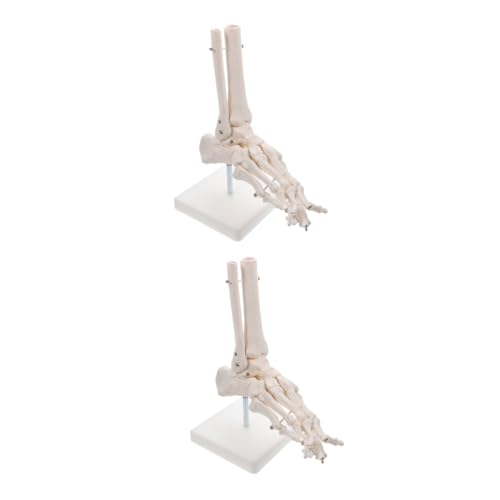 Gatuida 2 Stücke Joint Modell Pvc Lehrmodell Für Studenten Chiropraktiker Chirurgen von Gatuida