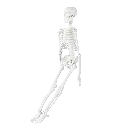 Gatuida 2st Modelle Menschliches Skelett Modell Des Menschlichen Körpers Für Kinder Anatomiemodell Statue Des Menschlichen Skeletts Skelett in Voller Größe Menschlicher Körper Ausrüstung von Gatuida