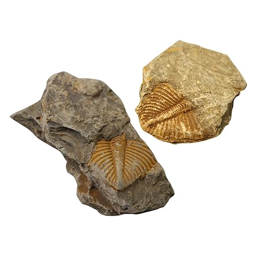Gatuida 2St Trilobiten- fossilien paläontologie wundrrschön ziernieten the safness science Kinderspielzeug pädagogisches Trilobit-Probe Tischschmuck Schüler unterrichten Gatuida 2St Trilobiten- fossilien paläontologie wundrrschön ziernieten the safness science Kinderspielzeug pädagogisches Trilobit-Probe Tischschmuck Schüler unterrichten von Gatuida